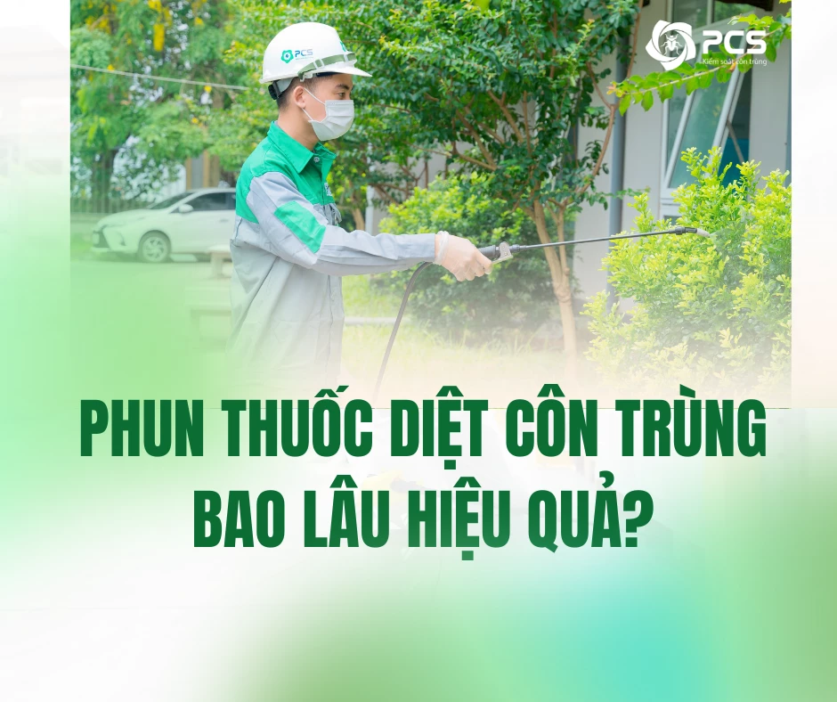 Phun thuốc diệt côn trùng bao lâu hiệu quả? Có cần phun lại không?