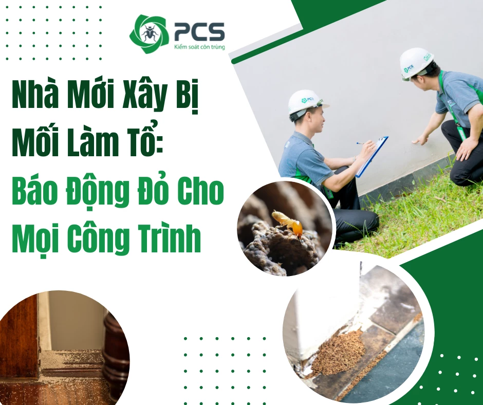 Nhà mới xây bị Mối làm tổ báo động đỏ cho mọi công trình
