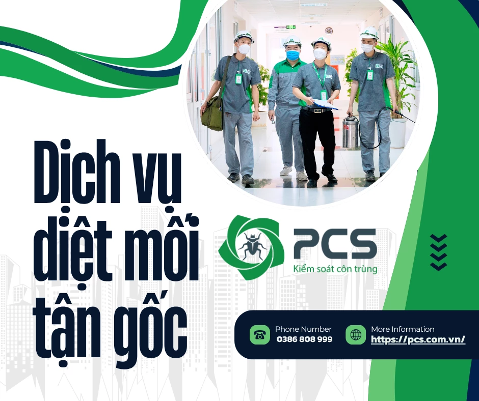 Dịch vụ diệt mối tận gốc của PCS – Giải pháp chuyên nghiệp, an toàn và hiệu quả lâu dài