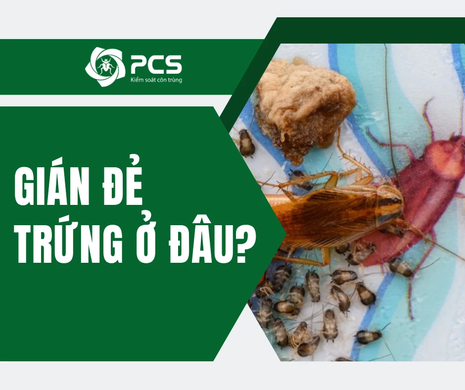 Gián đẻ trứng ở đâu? Cẩn thận ổ trứng đang nằm ngay trong nhà bạn