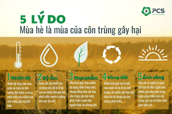 5 lý do mùa hè là mùa của côn trùng gây hại