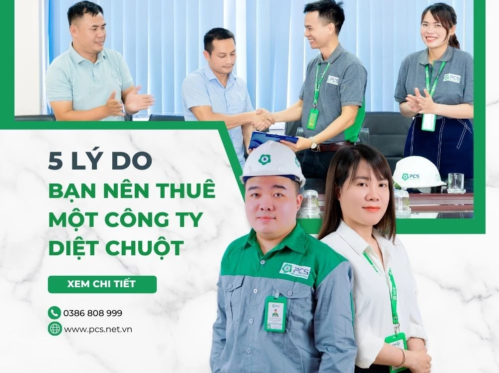 Lý do bạn nên thuê một công ty diệt chuột là gì?